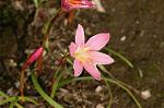 Dcim6905/DSC_3210