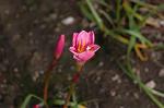 Dcim6905/DSC_3216