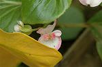 Dcim6906/DSC_3337