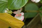 Dcim6906/DSC_3338
