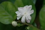 Dcim6906/DSC_3365