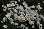 Dcim6907/DSC_1980