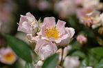 Dcim6908/DSC_3424