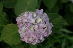Dcim6908/DSC_3430