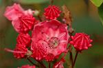 Dcim6909/DSC_3511