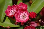 Dcim6909/DSC_3515