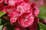 Dcim6909/DSC_3524