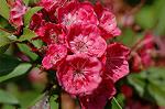 Dcim6909/DSC_3525