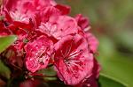 Dcim6909/DSC_3529