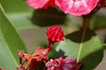 Dcim6909/DSC_3535