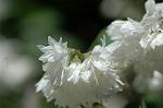 Dcim6909/DSC_3546