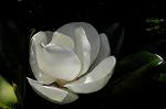 Dcim6911/DSC_2145