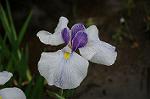 Dcim6916/DSC_2495