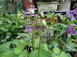 DSC00973