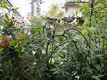 DSC00976