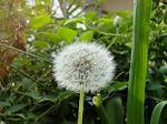 DSC00992