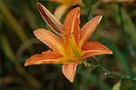 Dcim6923/DSC_4084
