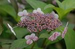 Dcim6923/DSC_4123