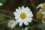 Dcim6923/DSC_4172