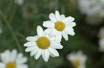 Dcim6923/DSC_4174