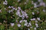 Dcim6923/DSC_4181