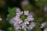 Dcim6923/DSC_4185