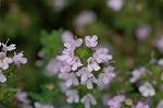 Dcim6923/DSC_4187
