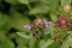 Dcim6923/DSC_4190