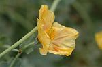 Dcim6923/DSC_4199