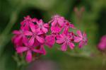 Dcim6923/DSC_4204