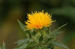 Dcim6923/DSC_4206