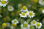 Dcim6924/DSC_4264