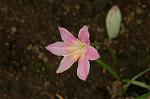 Dcim6924/DSC_4276