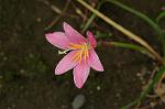 Dcim6924/DSC_4278