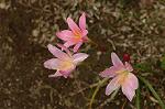 Dcim6924/DSC_4285