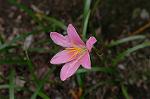 Dcim6924/DSC_4287