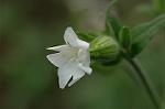 Dcim6924/DSC_4307