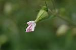 Dcim6924/DSC_4308