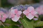 Dcim6924/DSC_4311