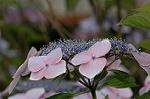 Dcim6924/DSC_4314