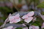 Dcim6924/DSC_4315