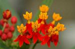 Dcim6924/DSC_4352