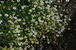 Dcim6925/DSC_2626