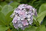 Dcim6927/DSC_4379