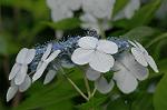 Dcim6927/DSC_4384