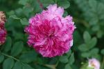 Dcim6927/DSC_4443