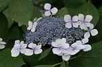 Dcim6927/DSC_4450