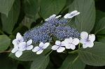 Dcim6927/DSC_4455