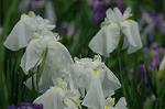 Dcim6928/DSC_4586