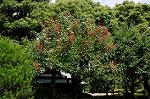 Dcim6929/DSC_2866